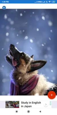 German Shepherd HD Wallpapers android App screenshot 0