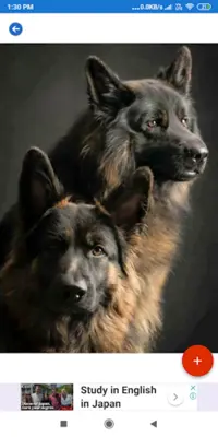 German Shepherd HD Wallpapers android App screenshot 2