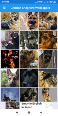 German Shepherd HD Wallpapers android App screenshot 3