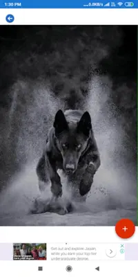 German Shepherd HD Wallpapers android App screenshot 4