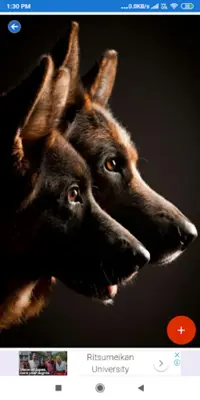 German Shepherd HD Wallpapers android App screenshot 6